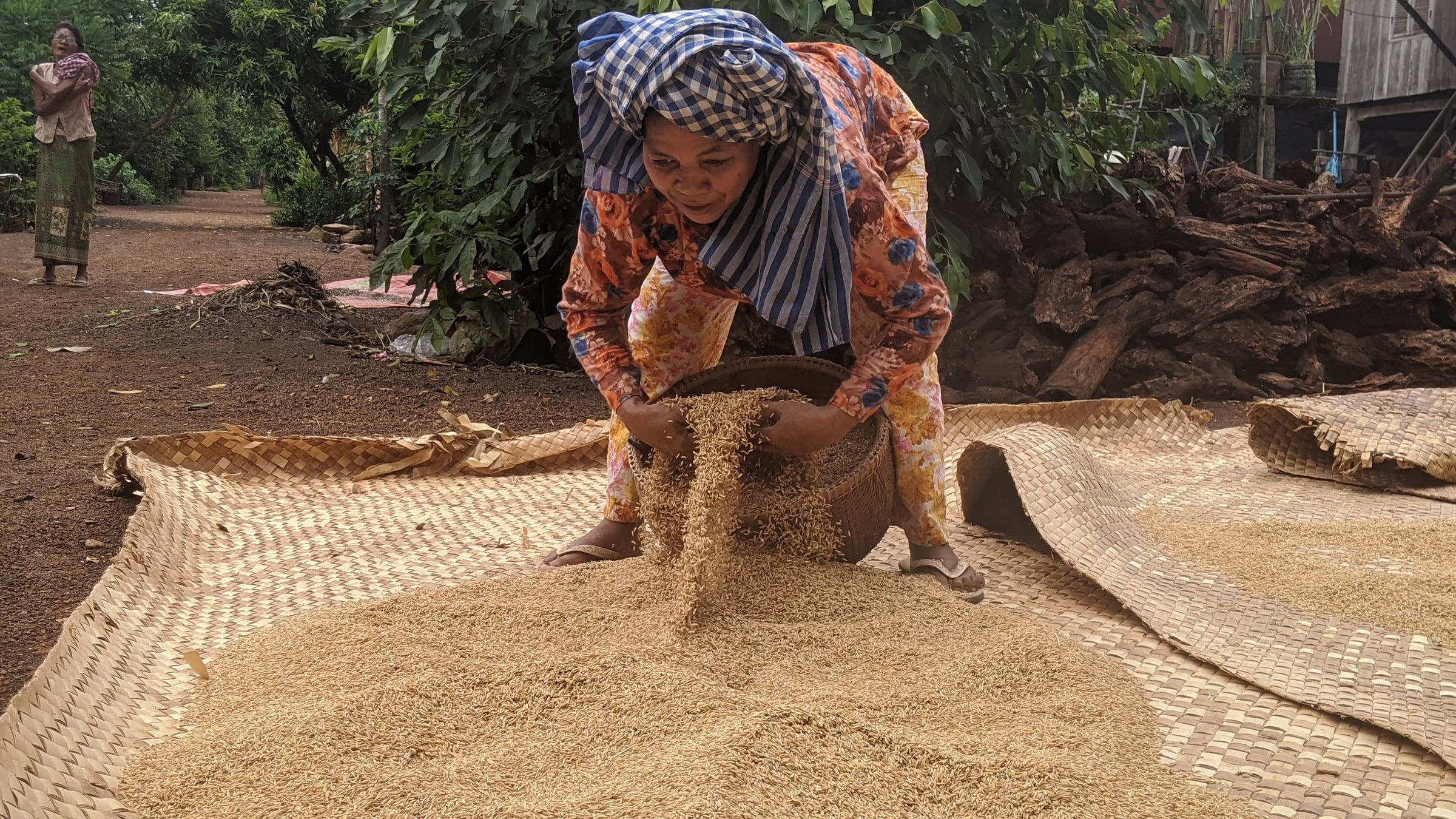 A woman pouring rice onto woven mats to dry in the sun