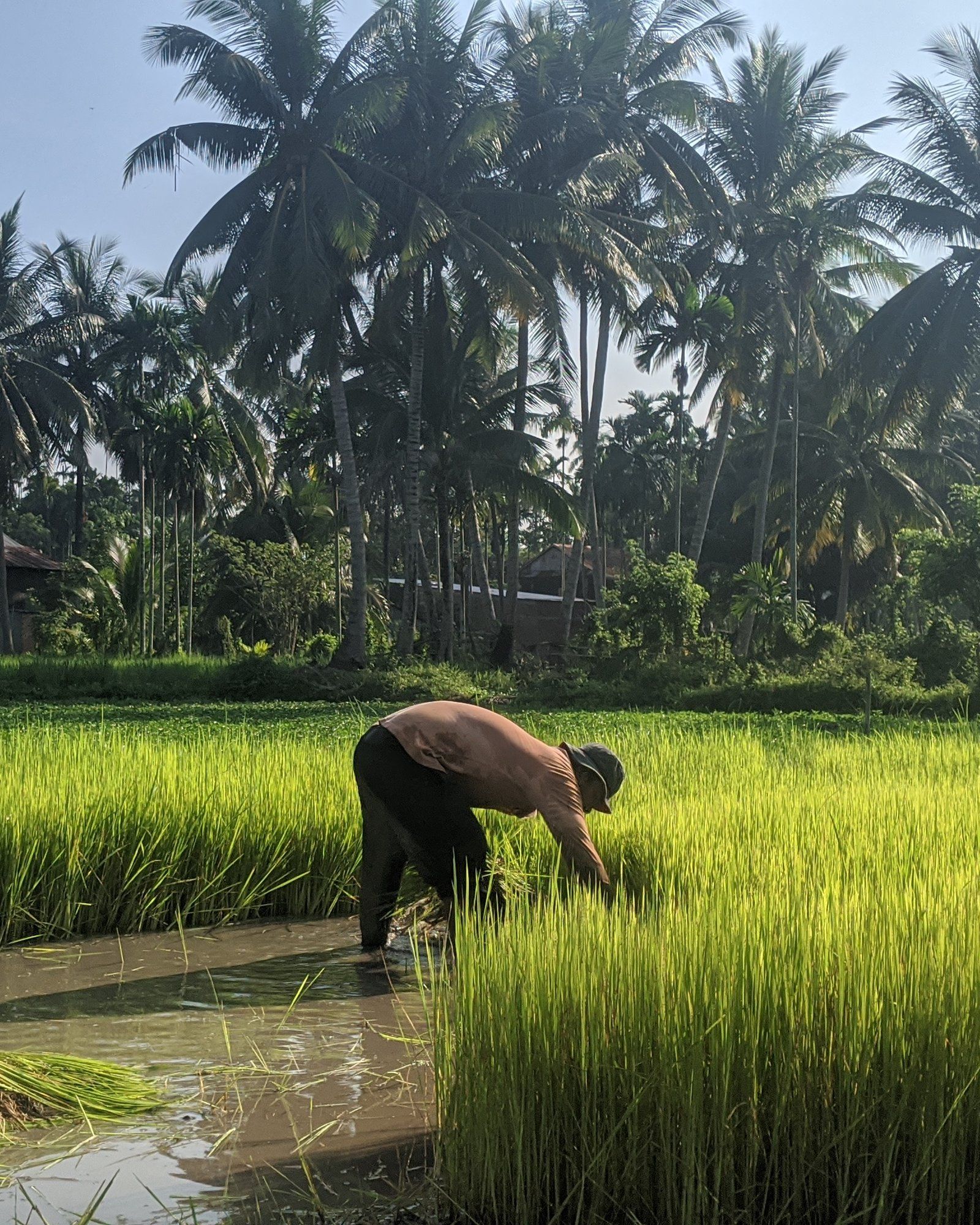 A farmer planting rice in a paddy, with sugar palms and a wooden house behind