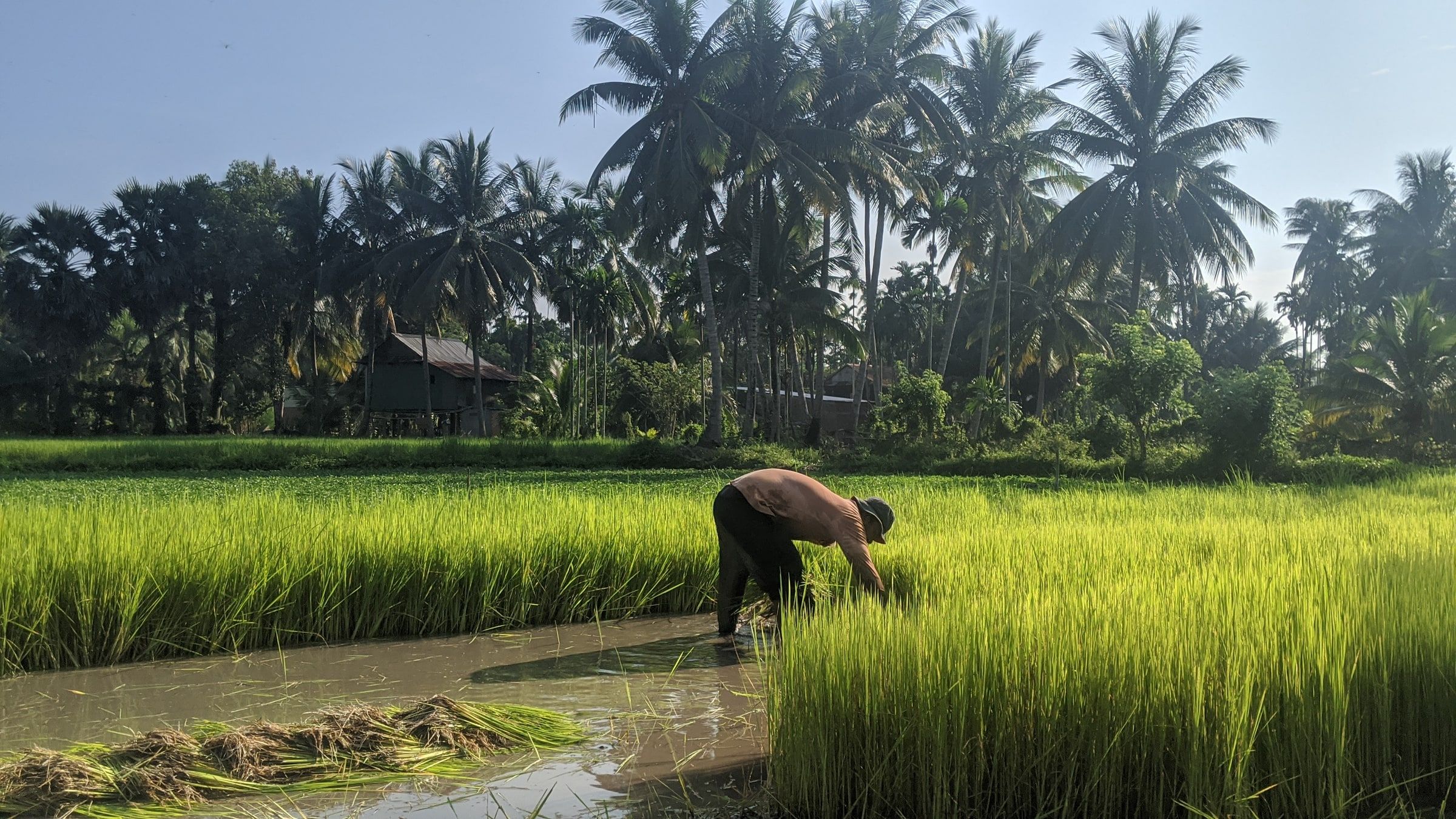 A farmer bending over rice seedlings in a flooded green paddy